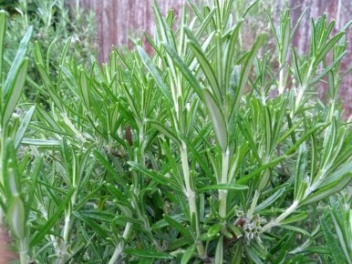 Как размножить розмарин в домашних условиях: простые методы