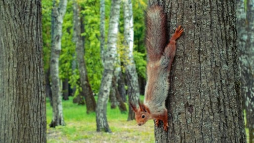 ��������� � ������ �����������: �������� � ������ �� 8 �������