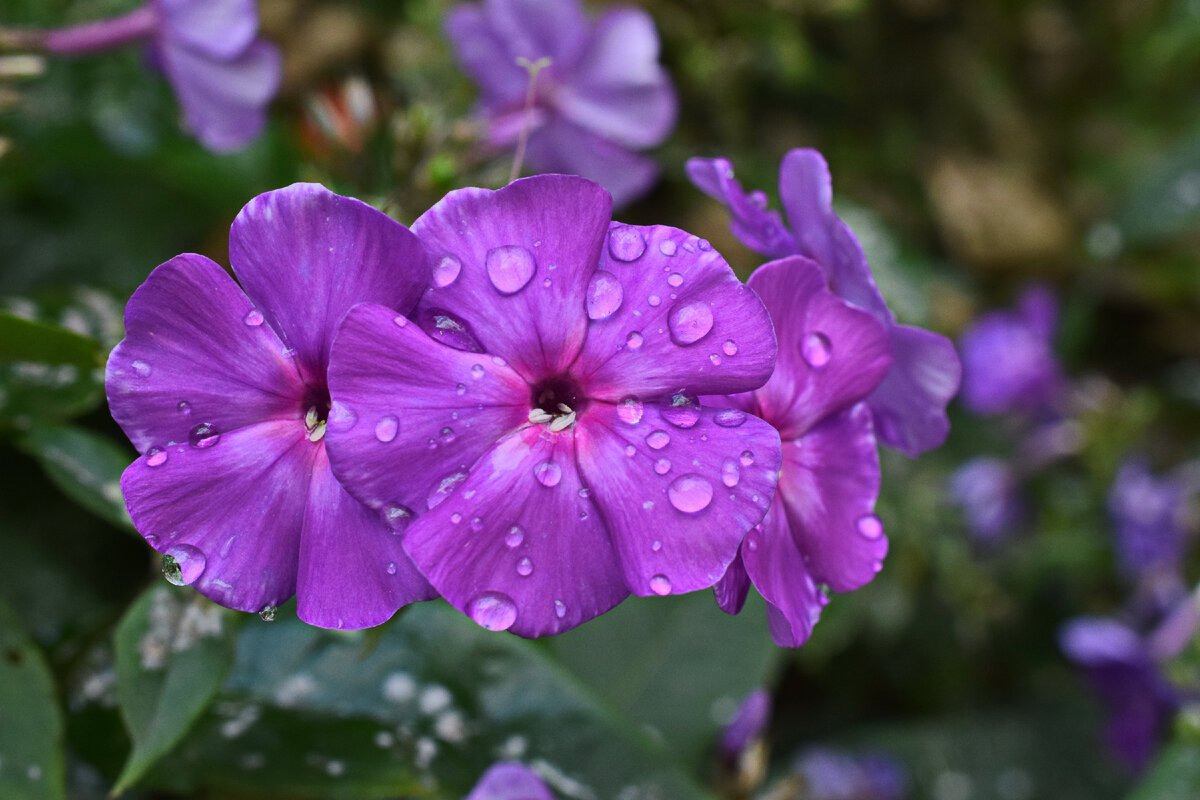Эффективный осенний уход за флоксами для яркого цветения в следующем сезоне