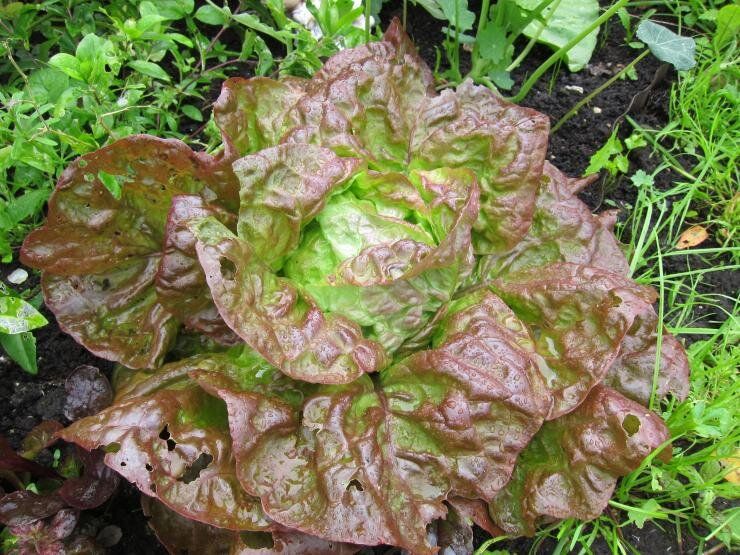 ������������ ����� �������: ������� ��������� �����������