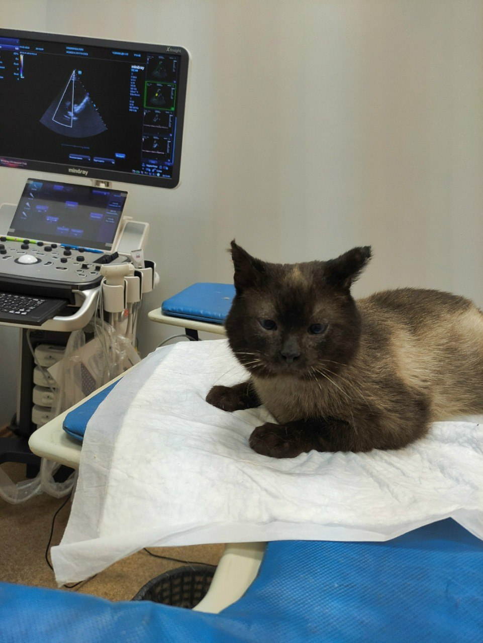 Наказан охранник, который выставил на мороз кота на станции Редкино