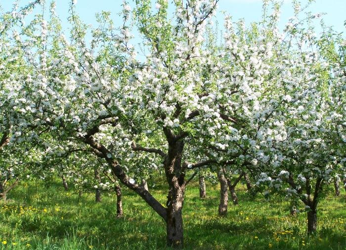 Летняя обрезка деревьев: секреты для обильного урожая