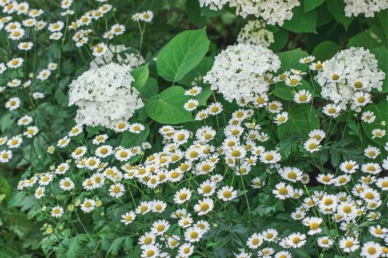 �������� ��������� ����� �������: ������ � �������� ��� ������ ����