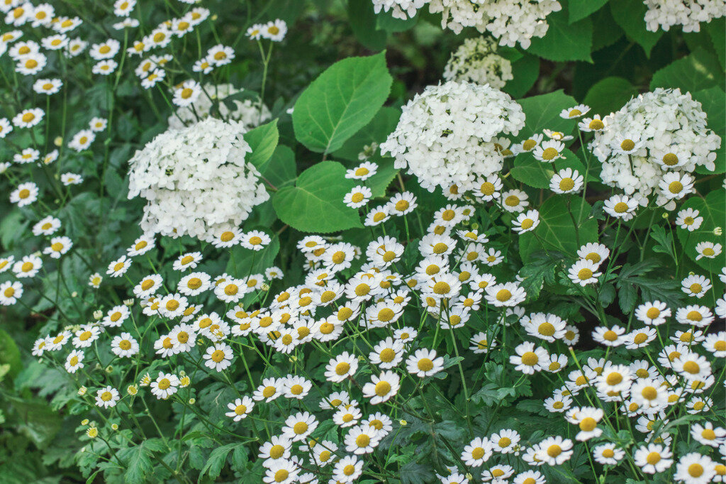 Создайте идеальный белый цветник: советы и варианты для вашего сада
