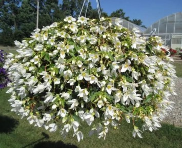 Цветы, которые заменят петунию: создаем уникальный сад