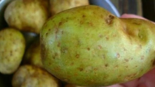 Как сохранить семенной картофель: 5 ключевых условий удачного хранения