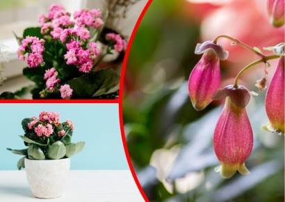 Эффективные советы по уходу за каланхоэ для роскошного цветения