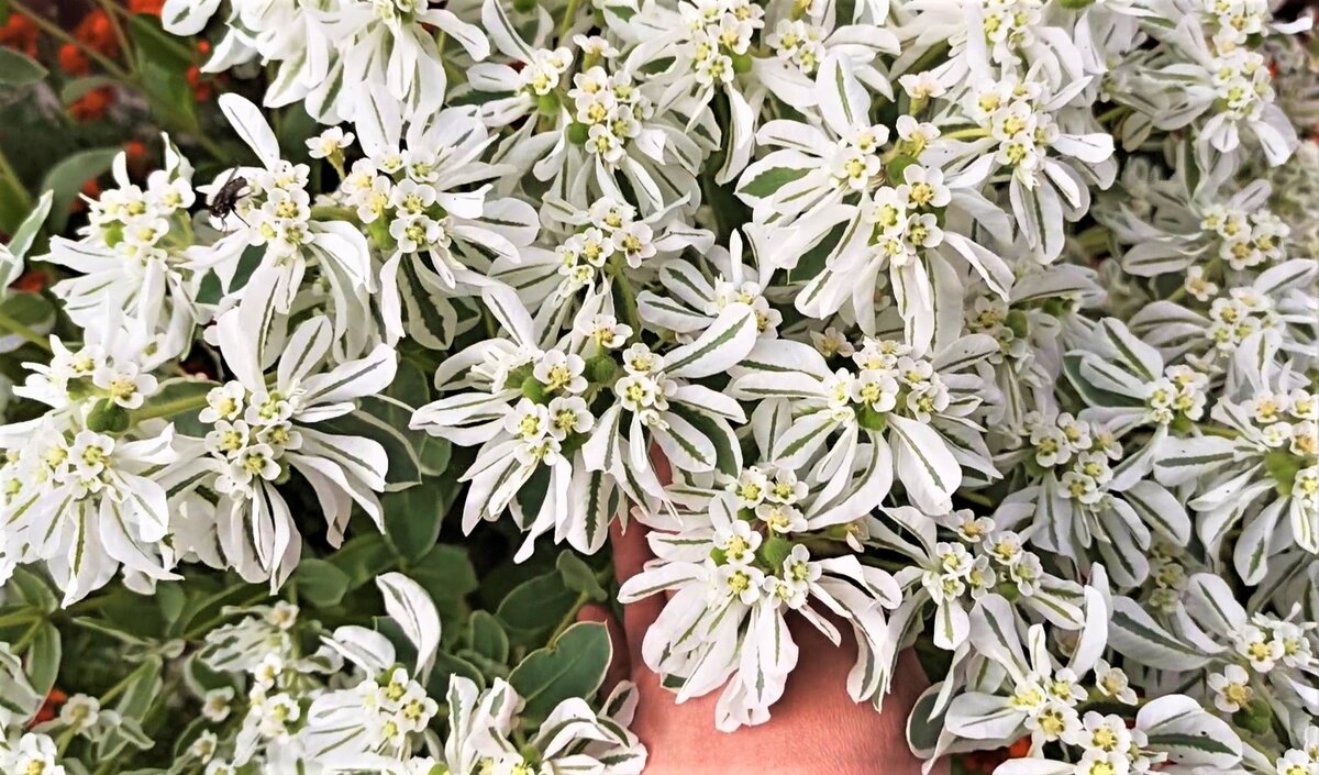 Неприхотливый молочай: секрет роскоши в вашем саду