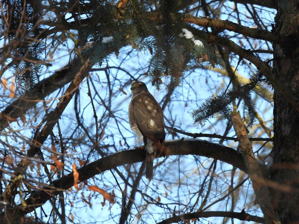 В тверской дворцовый сад прилетал харизматичный представитель «авиафауны»
