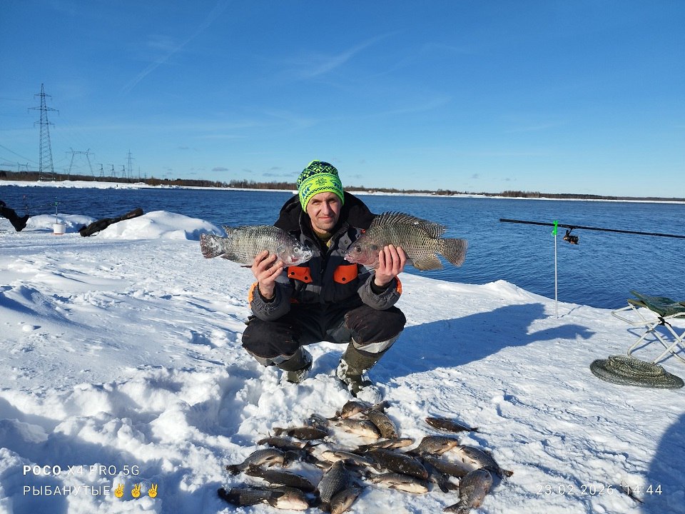 На озере в Удомле рыбак наловил карасей и крупных тиляпий На озере в Удомле рыбак наловил карасей и крупных тиляпий