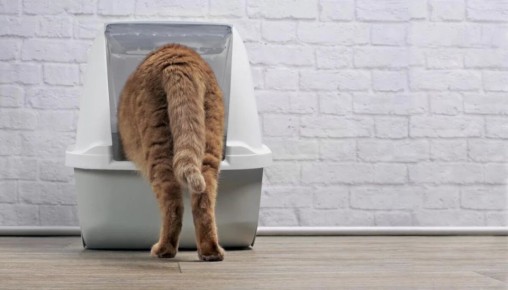 Кот не ходит в лоток: что делать?