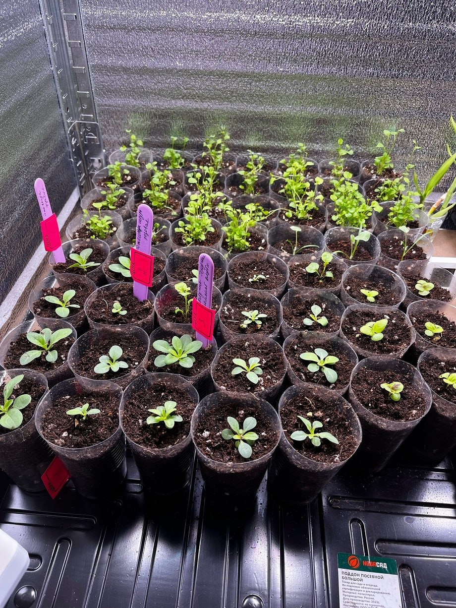 Пора сажать рассаду: опытная тверская дачница напомнила о сроках и поделилась секретами Пора сажать рассаду: опытная тверская дачница напомнила о сроках и поделилась секретами