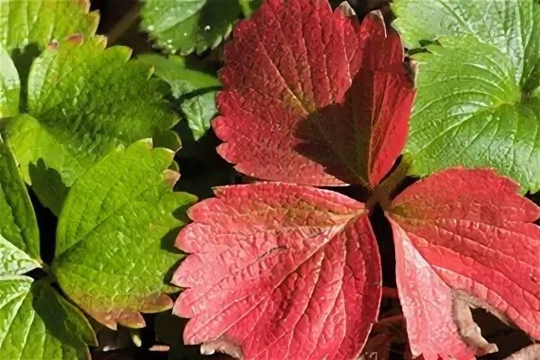 Красные листья клубники: что это значит и как помочь растению