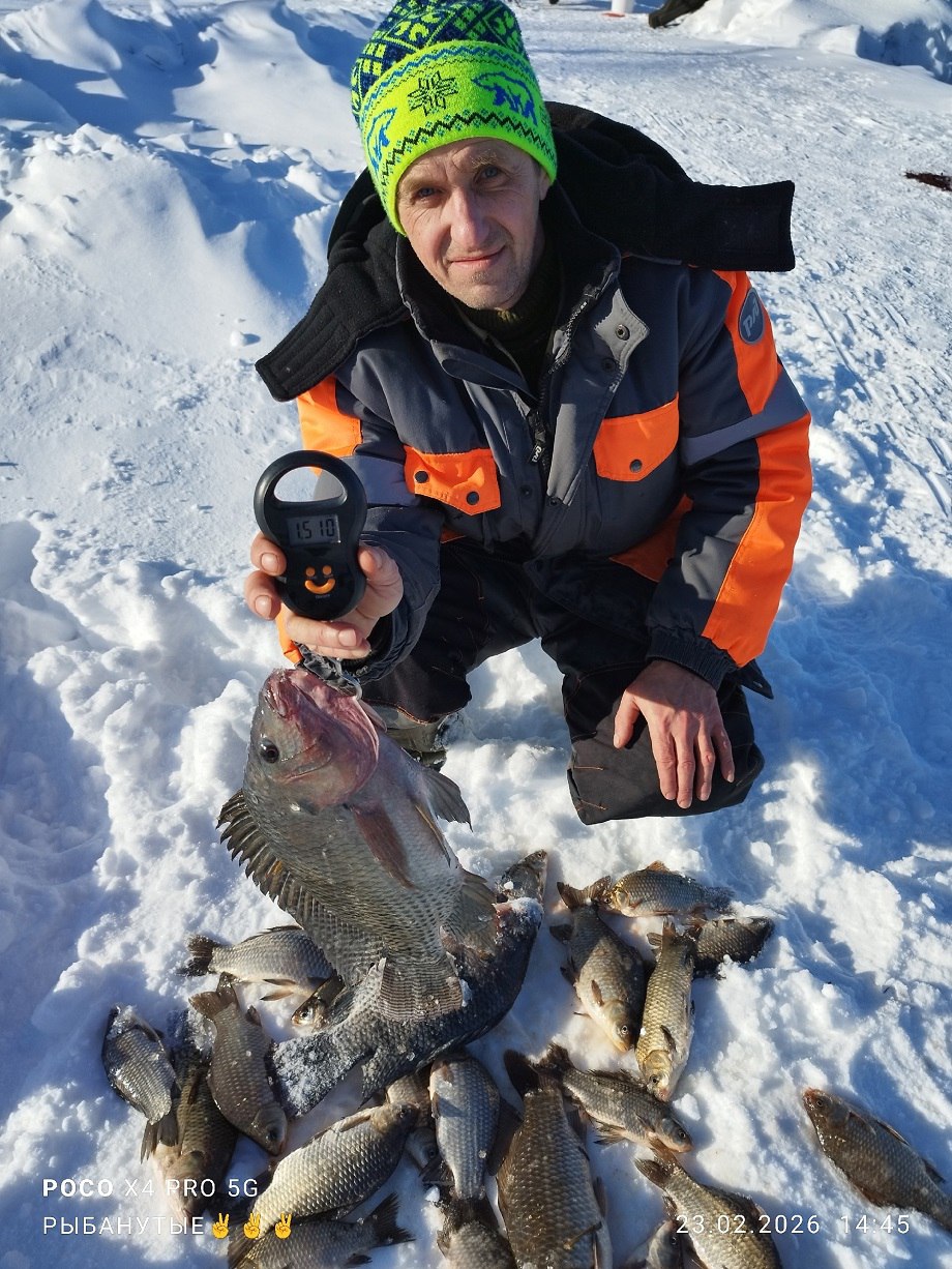 На озере в Удомле рыбак наловил карасей и крупных тиляпий На озере в Удомле рыбак наловил карасей и крупных тиляпий