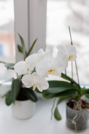 Как сохранить жизнь вашей орхидее после покупки