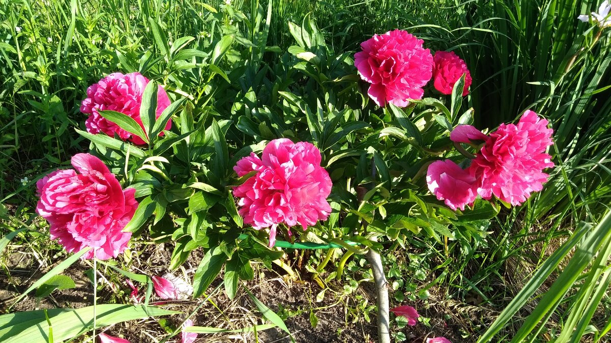 Почему пион не цветёт: основные причины и решения