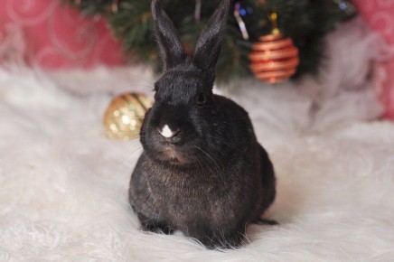 ������ ��� �������� �������: ����� �� ���������?