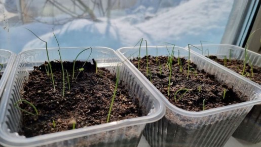 ��� ��������� ��������� �� �������� ����: �� ������� �� �������