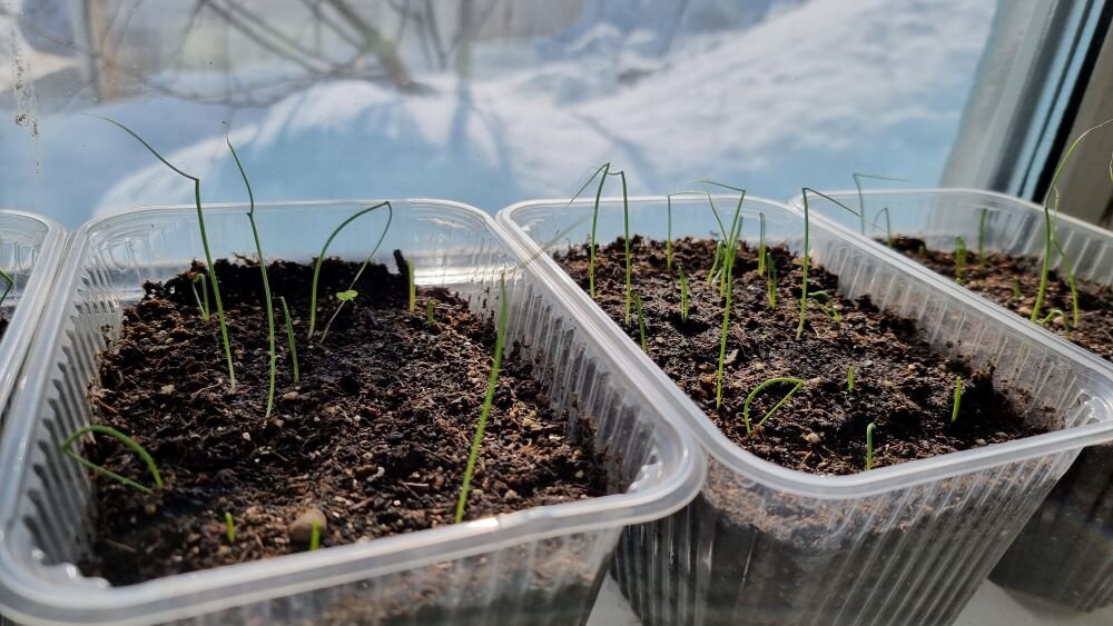 Как правильно ухаживать за рассадой лука: от всходов до высадки