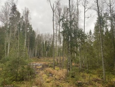 В Тверской области задержаны подозреваемые в незаконной вырубке леса на миллионы рублей