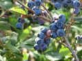 Как добиться сладкой голубики: советы по агрономии