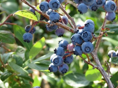 Как добиться сладкой голубики: советы по агрономии