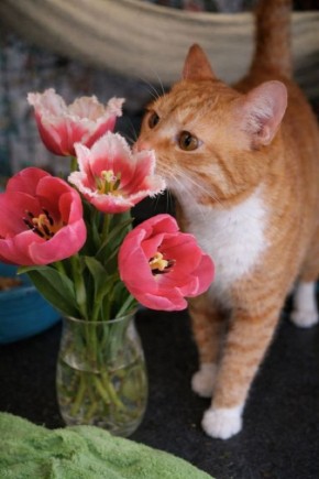 ������� ������: ��� �������� �������� �� �������� ��������