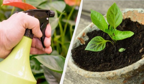 Почему опытные садоводы опрыскивают рассаду молоком: удивительные секреты