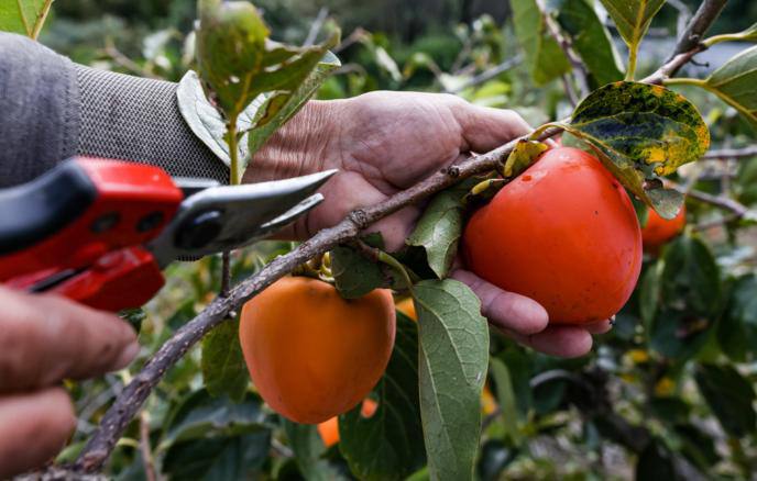 Новый ГОСТ на хурму будет введен в России с 1 ноября 2026 года, следует из документа Росстандарта, с которым ознакомился ТАСС