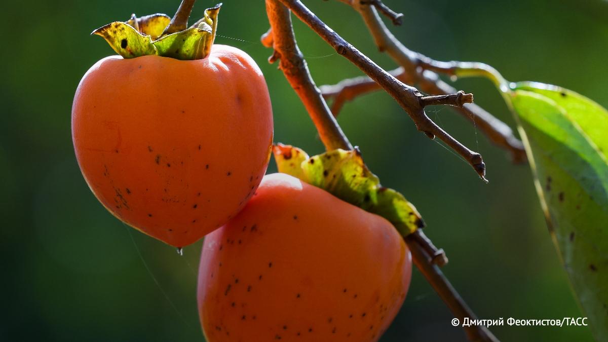 В России утвердили новый ГОСТ на хурму, следует из документа Росстандарта, с которым ознакомился корреспондент ТАСС