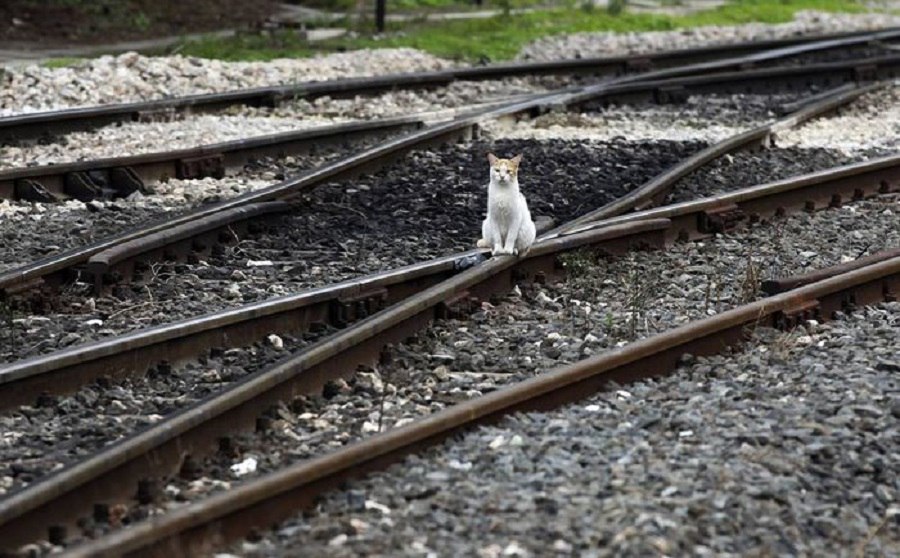 В Тверской области подсчитали, сколько хвостатых пассажиров перевезли в поездах