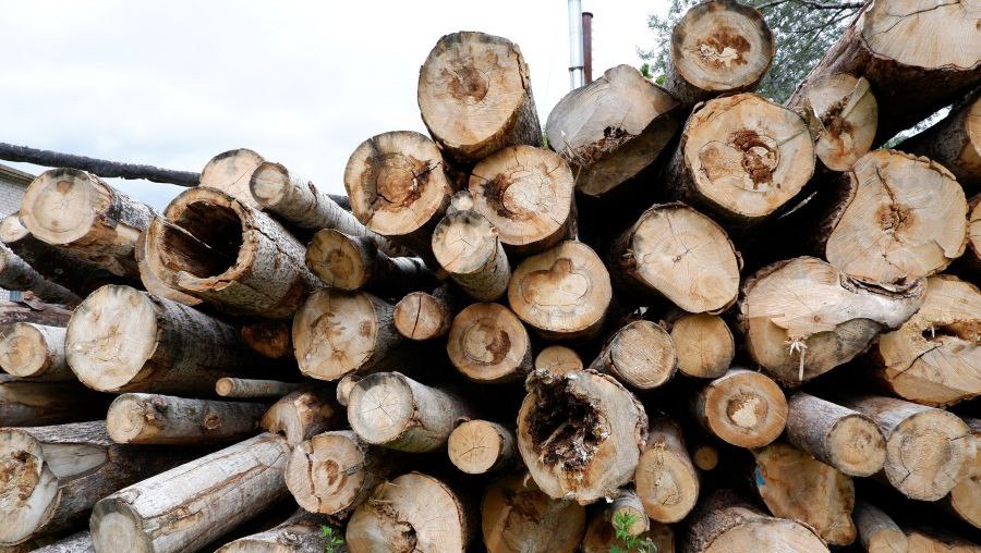 "Черный лесоруб" из Максатихи получил срок за незаконный промысел