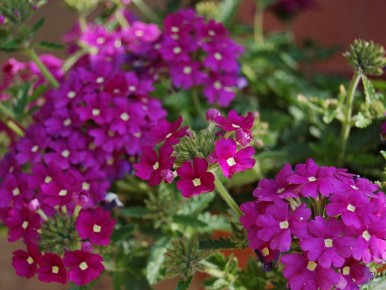 Секреты успешной рассады вербены: как создать цветущий летний сад без усилий