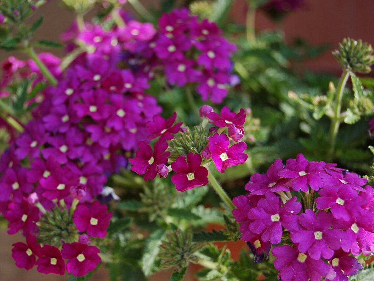 Секреты успешной рассады вербены: как создать цветущий летний сад без усилий