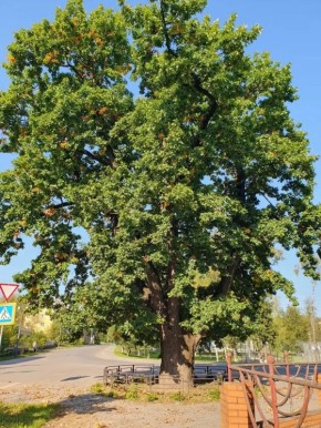 В городе Тверской области у древнего дуба посадят ученого кота