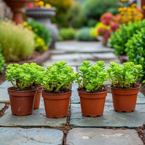 Как успешно укоренить Крассулу: полезные советы