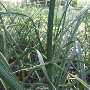 ����� ����������� �������� �������: ��� ��������� ��������� ���������� ������