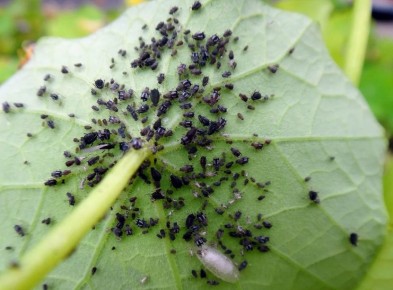 Надежные методы борьбы с тлей: огород без вредителей