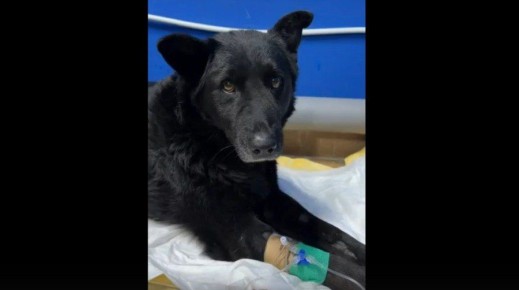 В Твери ищут водителя, который сбил собаку