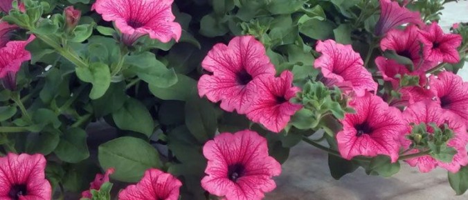 Создание идеальной рассады цветов: избежание распространенных ошибок