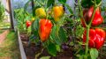 Как перья из подушки помогли ускорить созревание сладкого перца