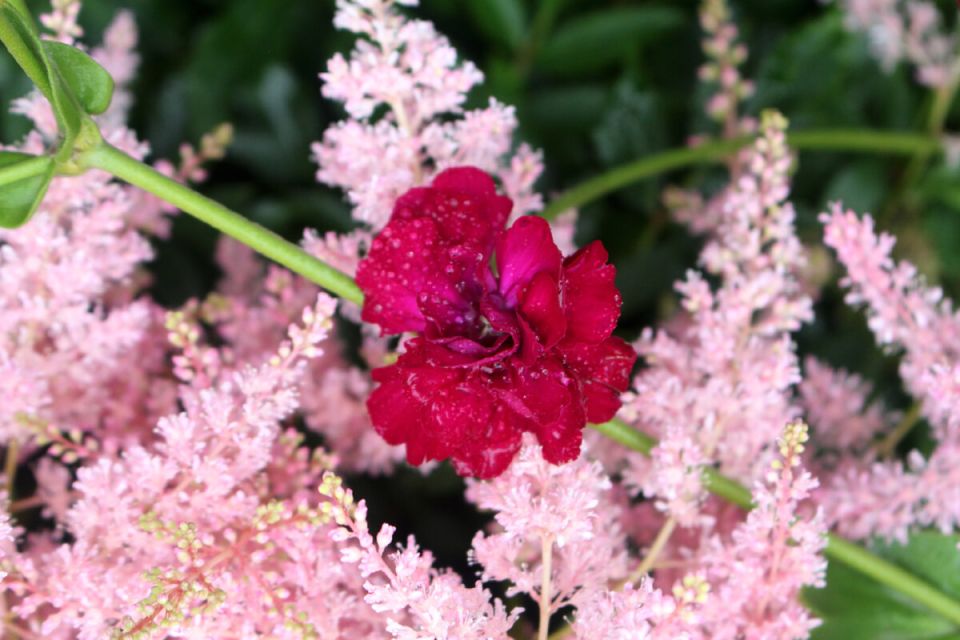 Лихнис корончатый 'Gardener's World': стоит ли его покупать?