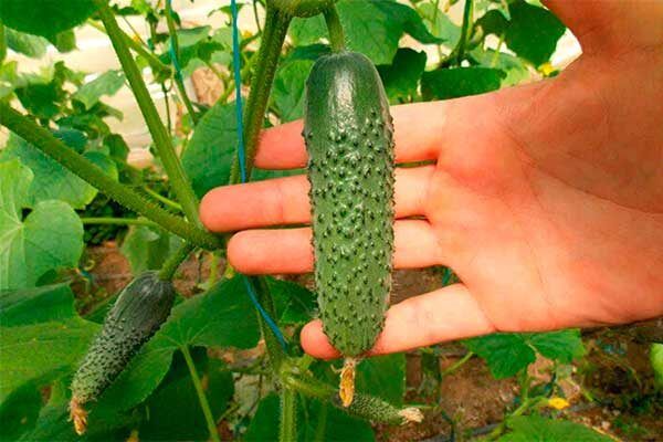 Огурцы Бьёрн: секреты успешного выращивания и уникальные характеристики