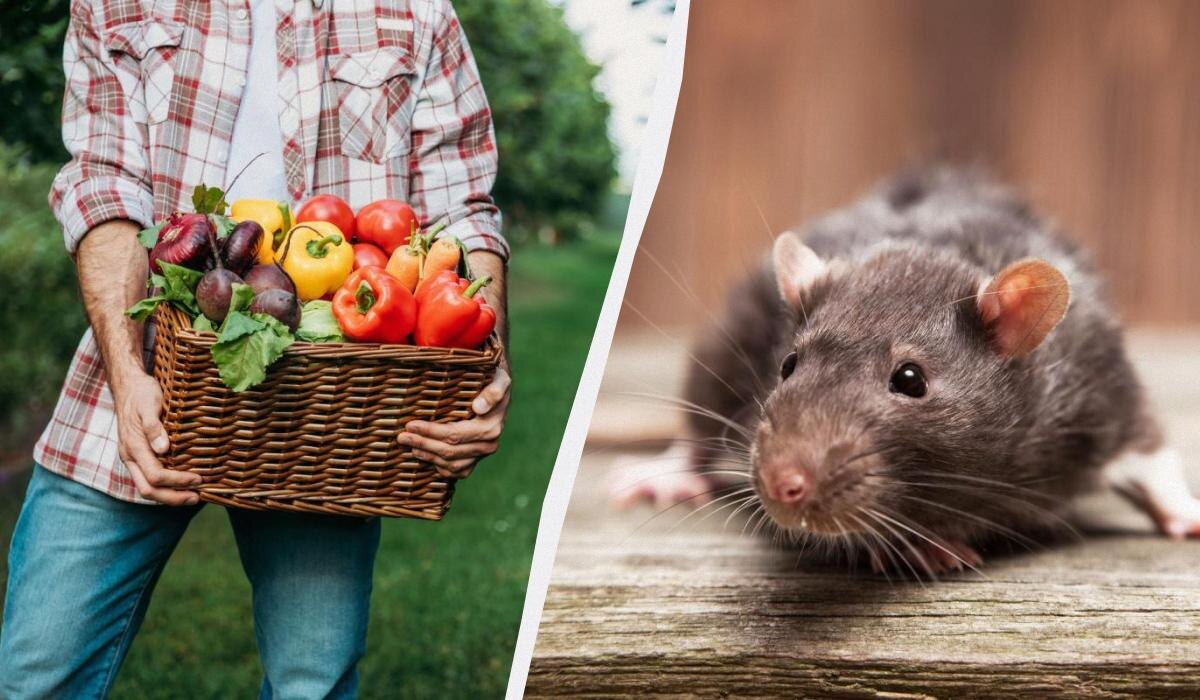 Как создать безопасный огород: растения, которые отвадят крыс