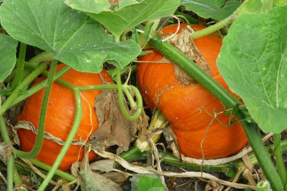 Тыква: как вырастить универсальный овощ с максимальной пользой