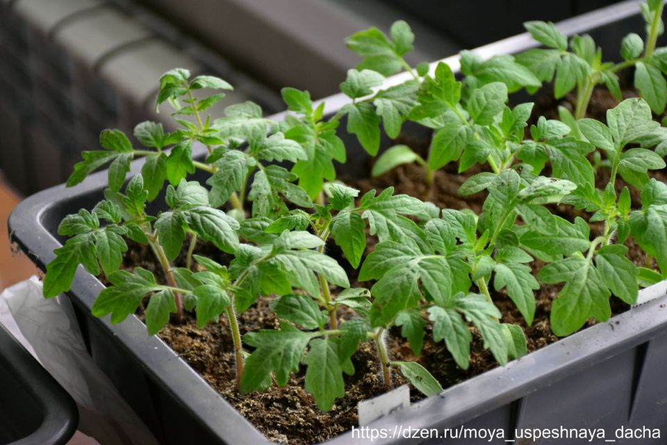 Как правильно подкармливать рассаду томатов для здоровья и крепости