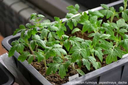 ��� ��������� ������������� ������� ������� ��� �������� � ��������