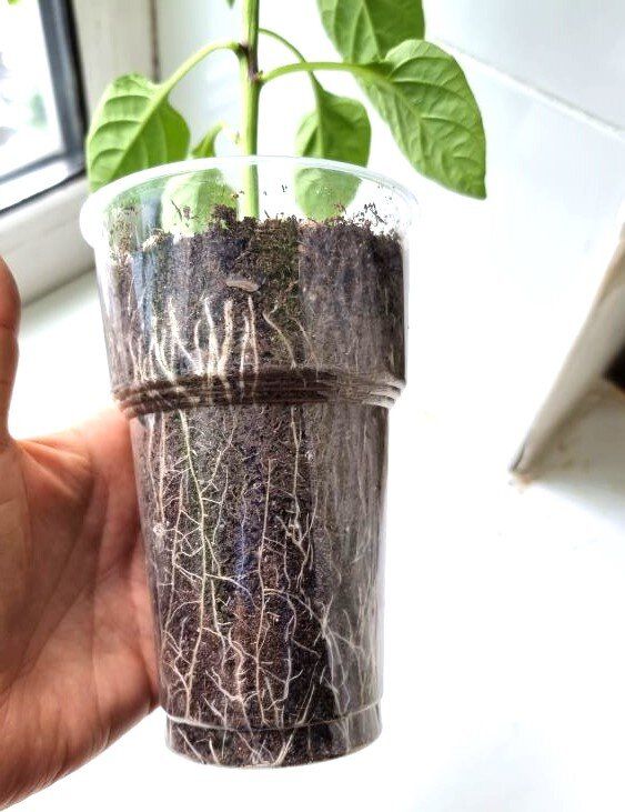 ��� ���������� �������� �������