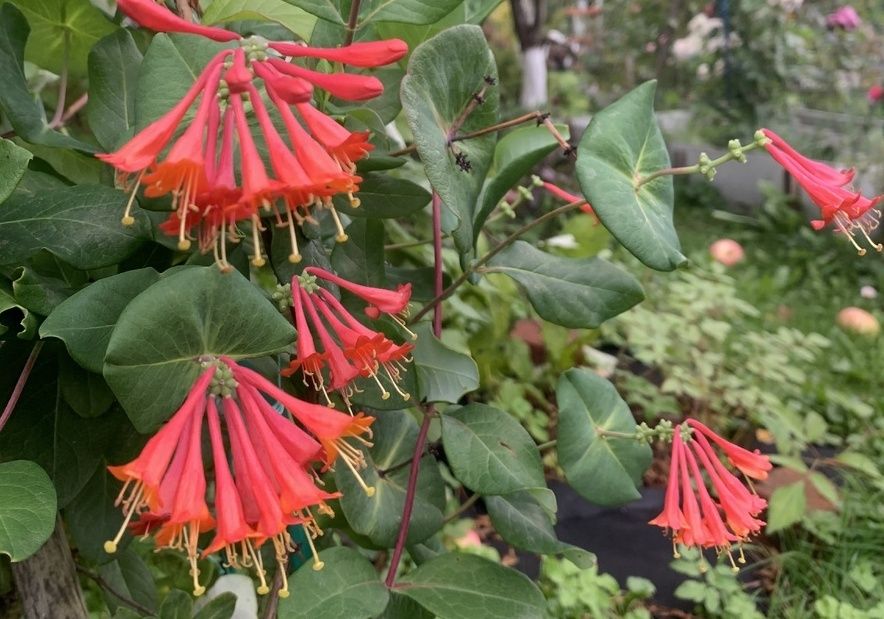 ��� � ������������ ���������: �����, ������� � ����