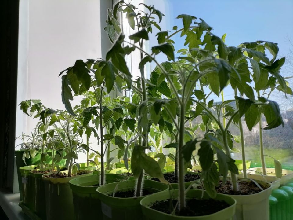 ��� ��������� ������������� ������� �������: ������ ���������